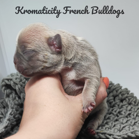 Kromaticity French Bulldogs 1