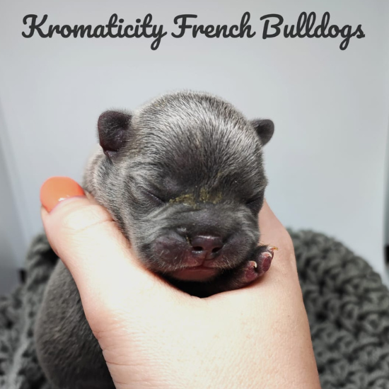 Kromaticity French Bulldogs 11