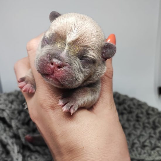 Kromaticity French Bulldogs 2