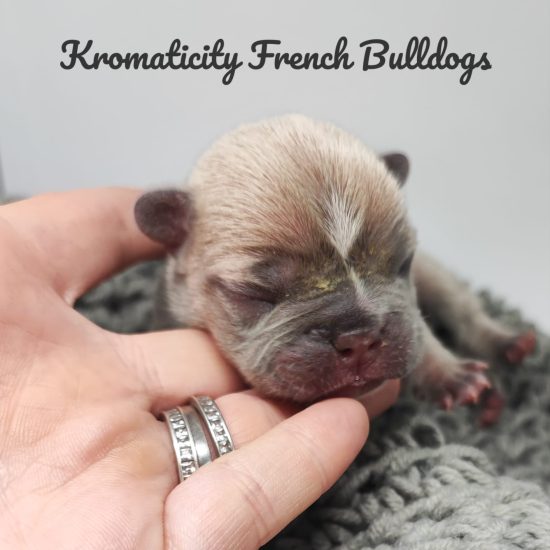 Kromaticity French Bulldogs 3